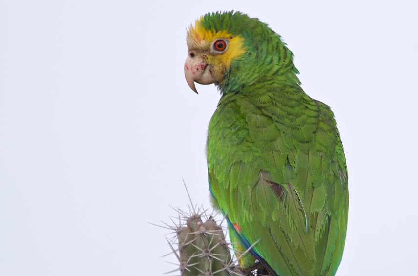 Amazona Barbadensis Yellow Shouldered Amazon Parrot Loro Parque