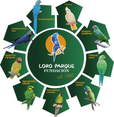 El Trabajo De Loro Parque Fundación Logra Salvar 9 Especies De Loros De ...