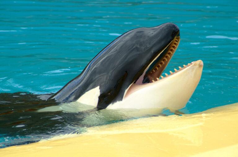 orcinus-orca-orca-loro-parque-fundaci-n